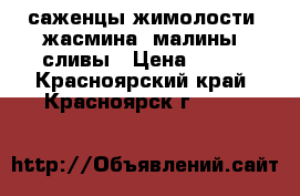 саженцы жимолости, жасмина, малины, сливы › Цена ­ 250 - Красноярский край, Красноярск г.  »    